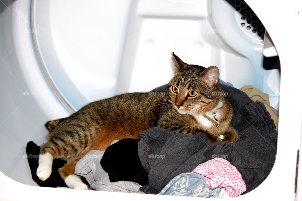 Cat in the Dryer