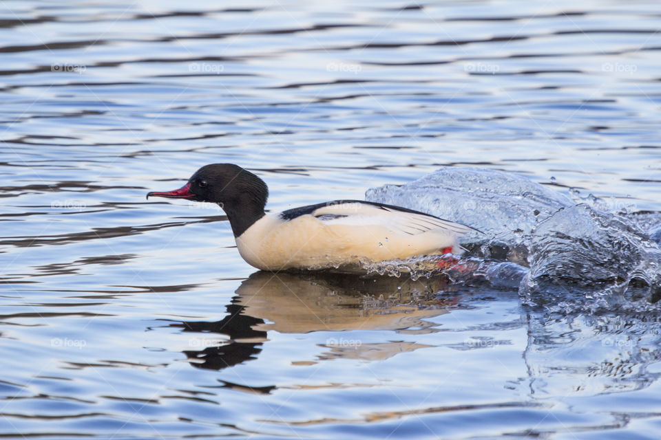 View of Goosander swimming in water