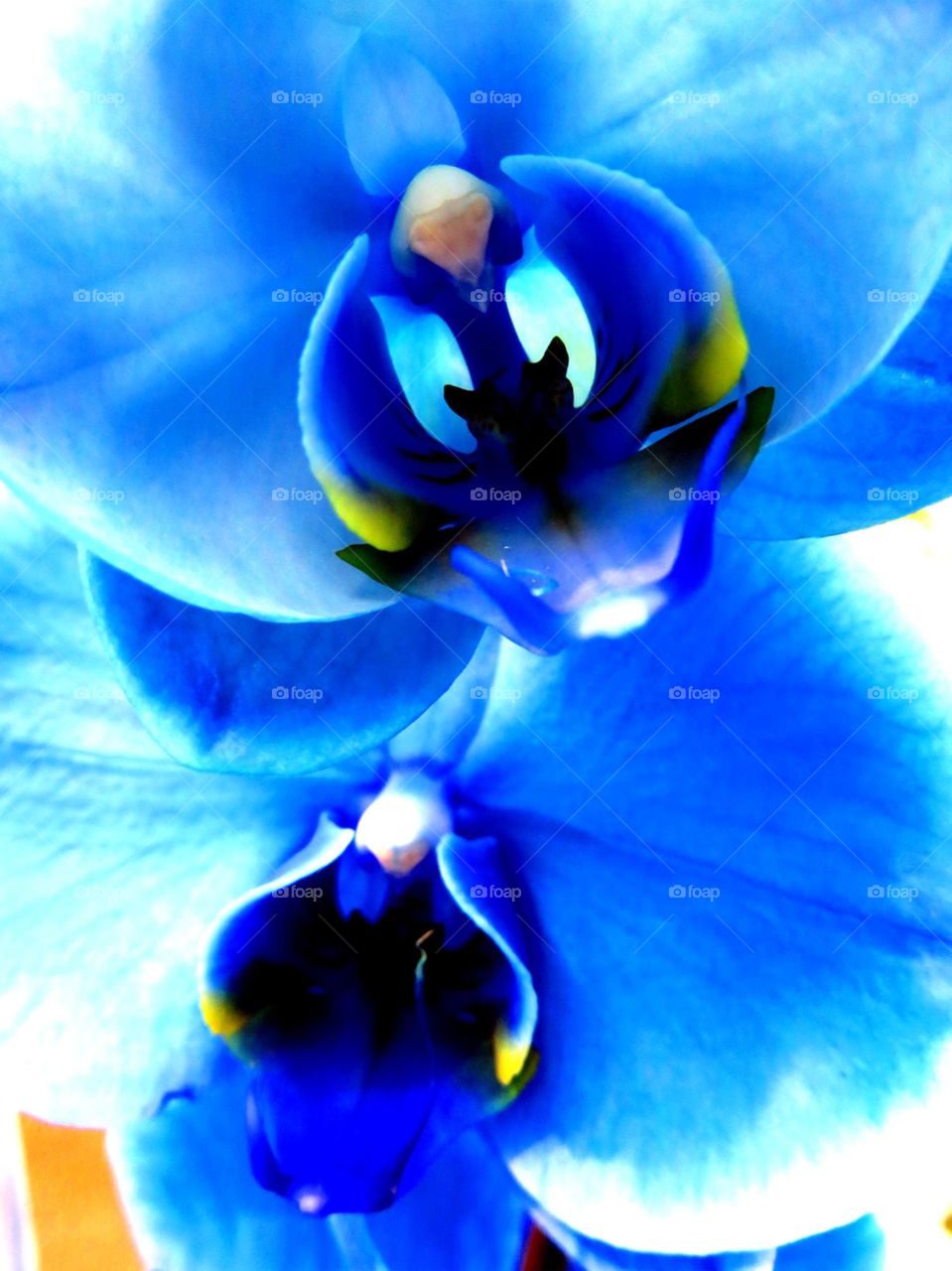 Indigo orchid