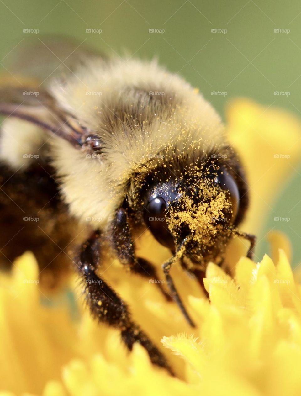 Bee with pollen on its head on a yellow flower