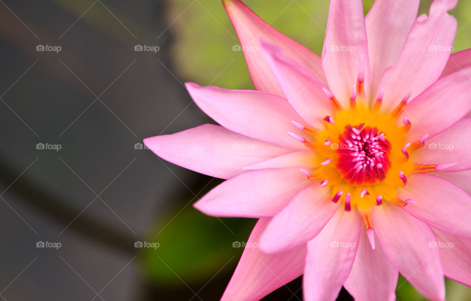 pink lotus. pink lotus on river