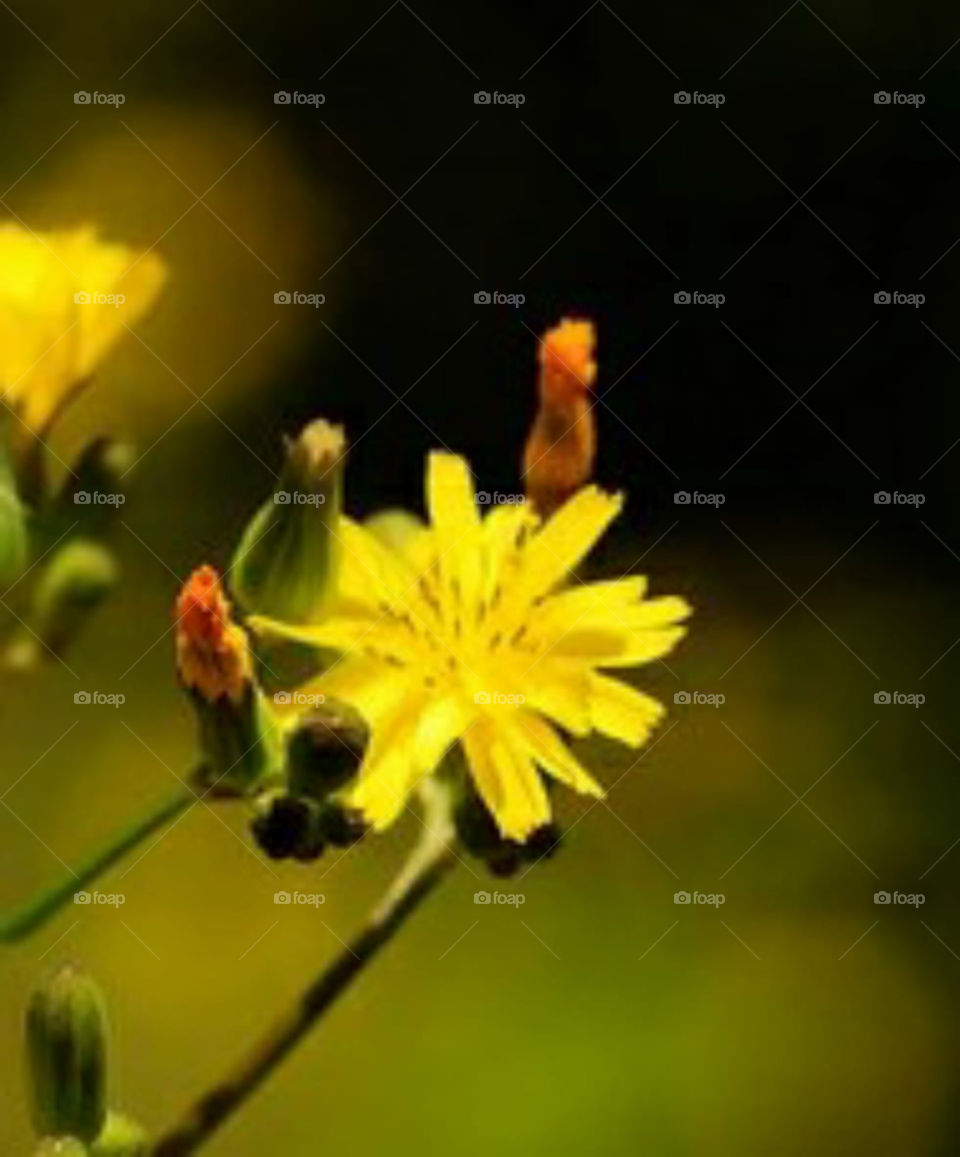 beautiful yellow flower