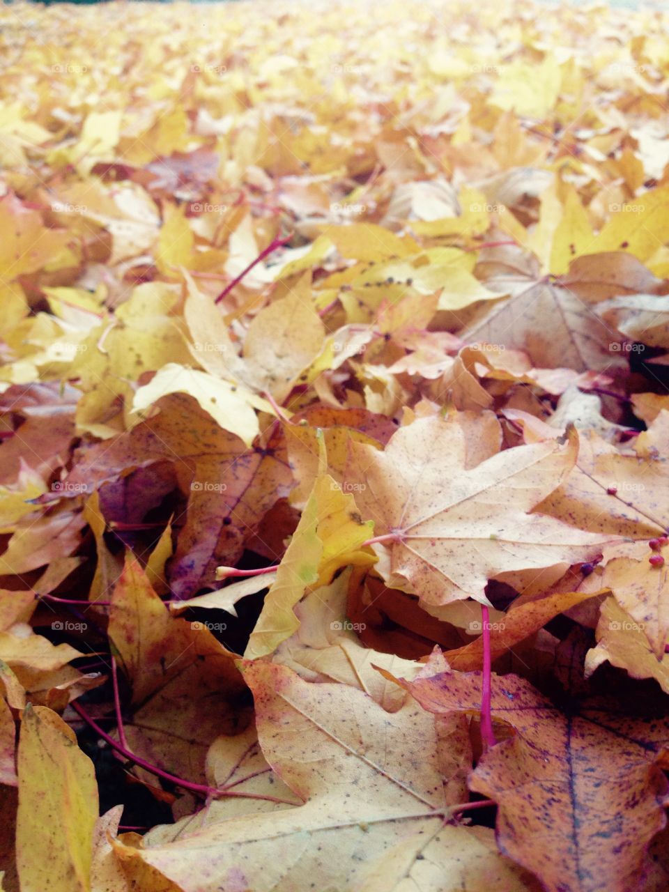 Fall, Leaf, Maple, Descending, Season