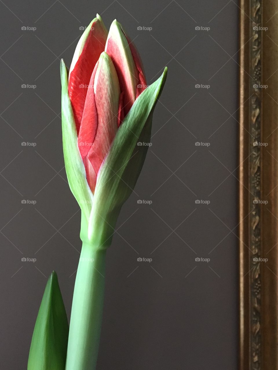 Red Amaryllis starting to bloom 