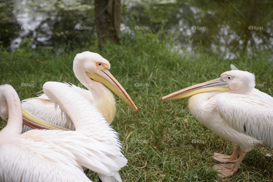 A flock of great white pelicans close up. Pelicans stand in different poses against the backdrop of a green landscape.