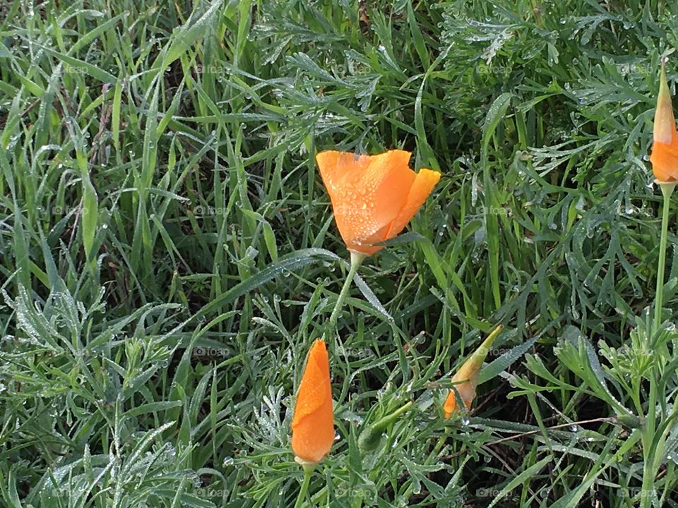 Last flowers in autumn