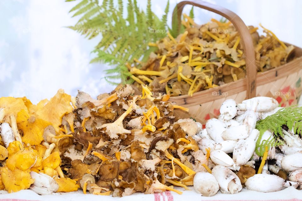 chanterelles, mushrooms