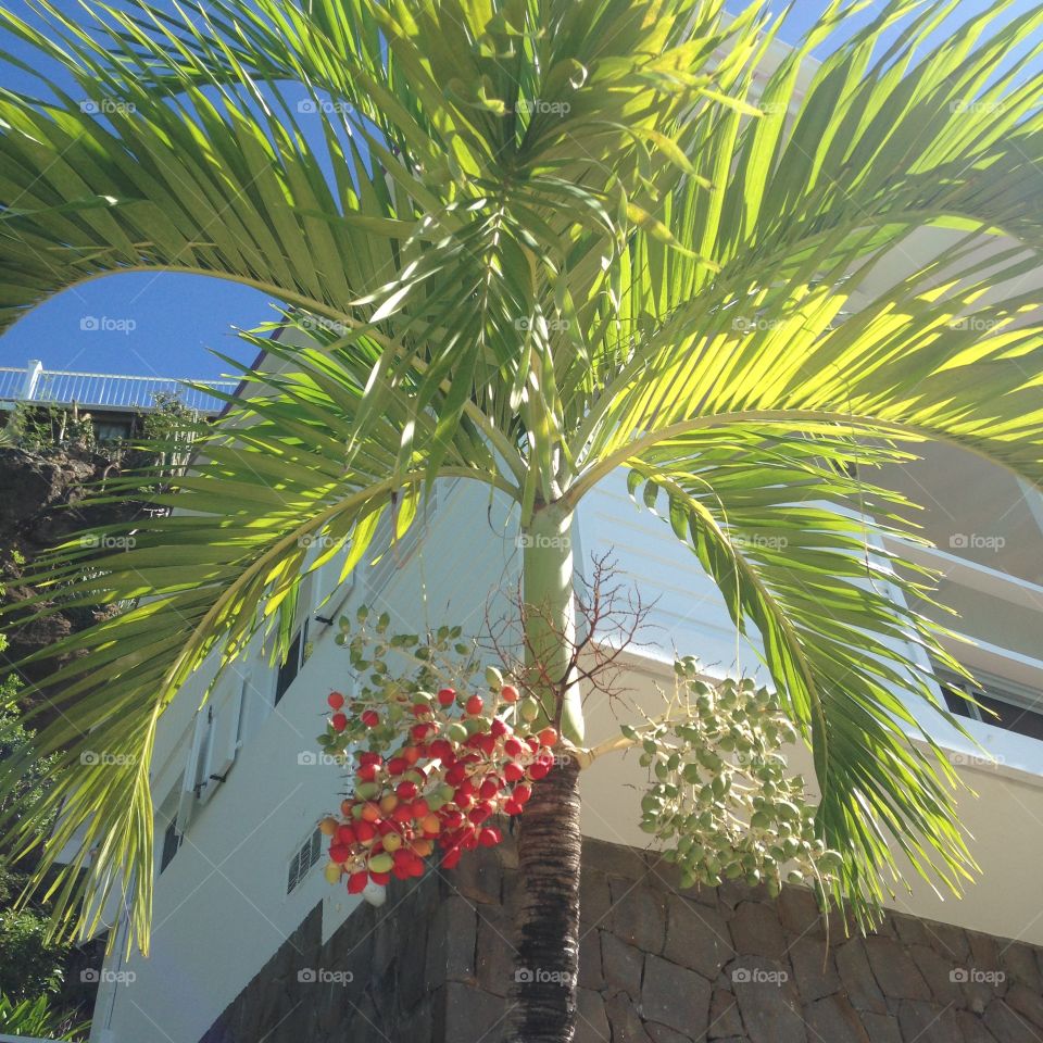 Caribbean palm