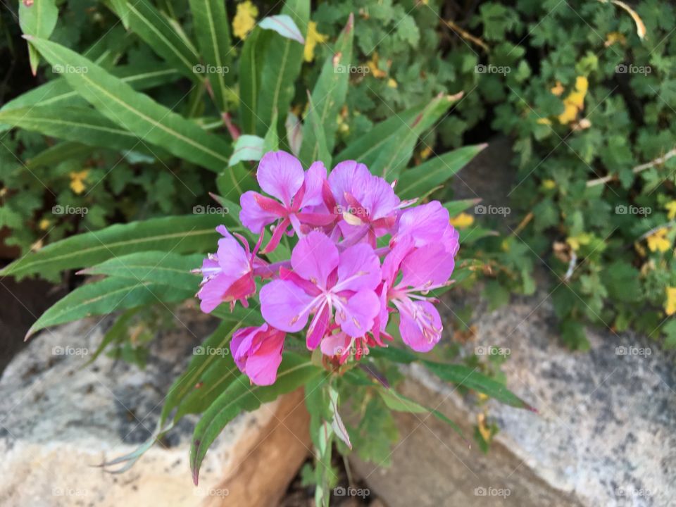 Purple Wildflower 