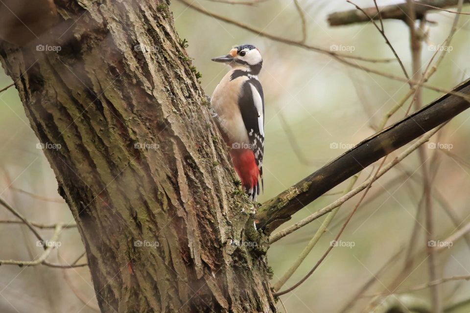 A typical German winter is depicted in this image, with sub-zero temperatures and no snow. The focus is on a woodpecker clinging to a tree. The scene conveys the cold and tranquility of the season.