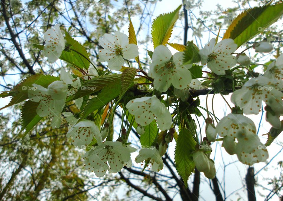 Tree, Nature, Flower, Cherry, Leaf