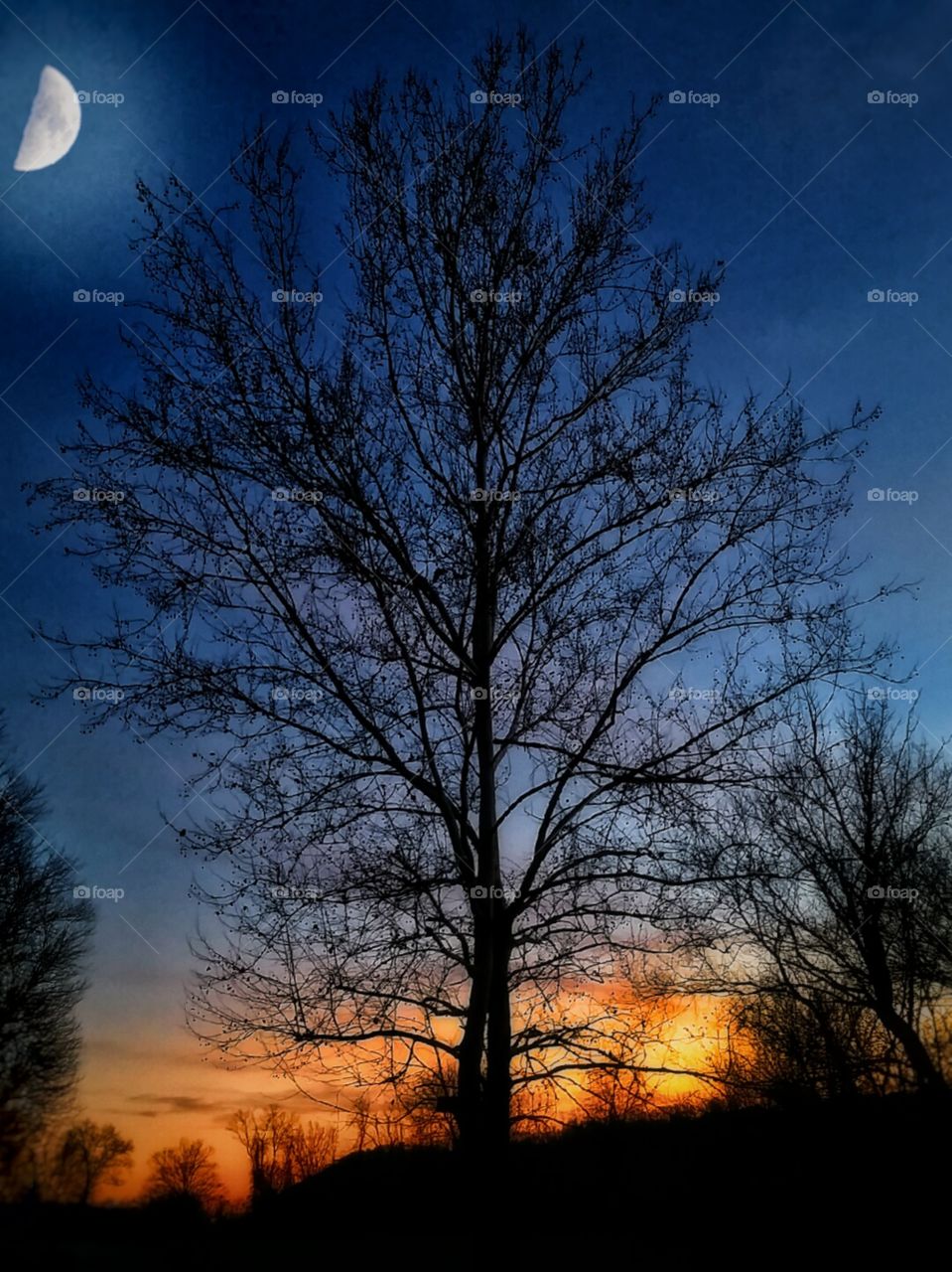 Sunset in winter, half moon.