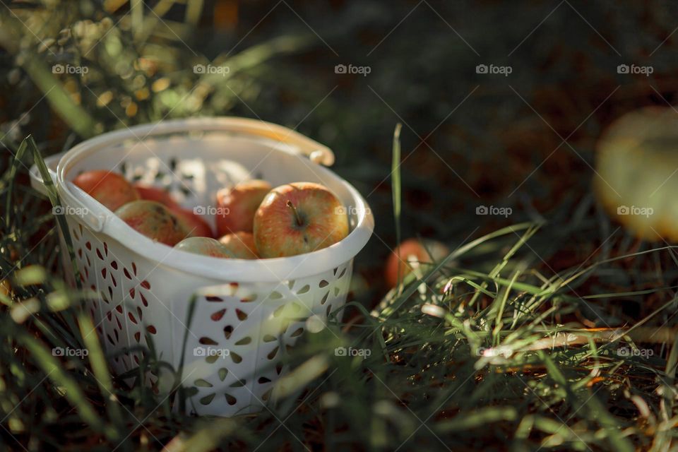 Apples in a white basket 