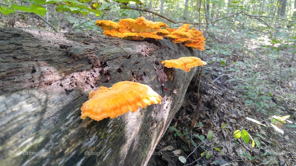 Fall Non-Edible Mushrooms