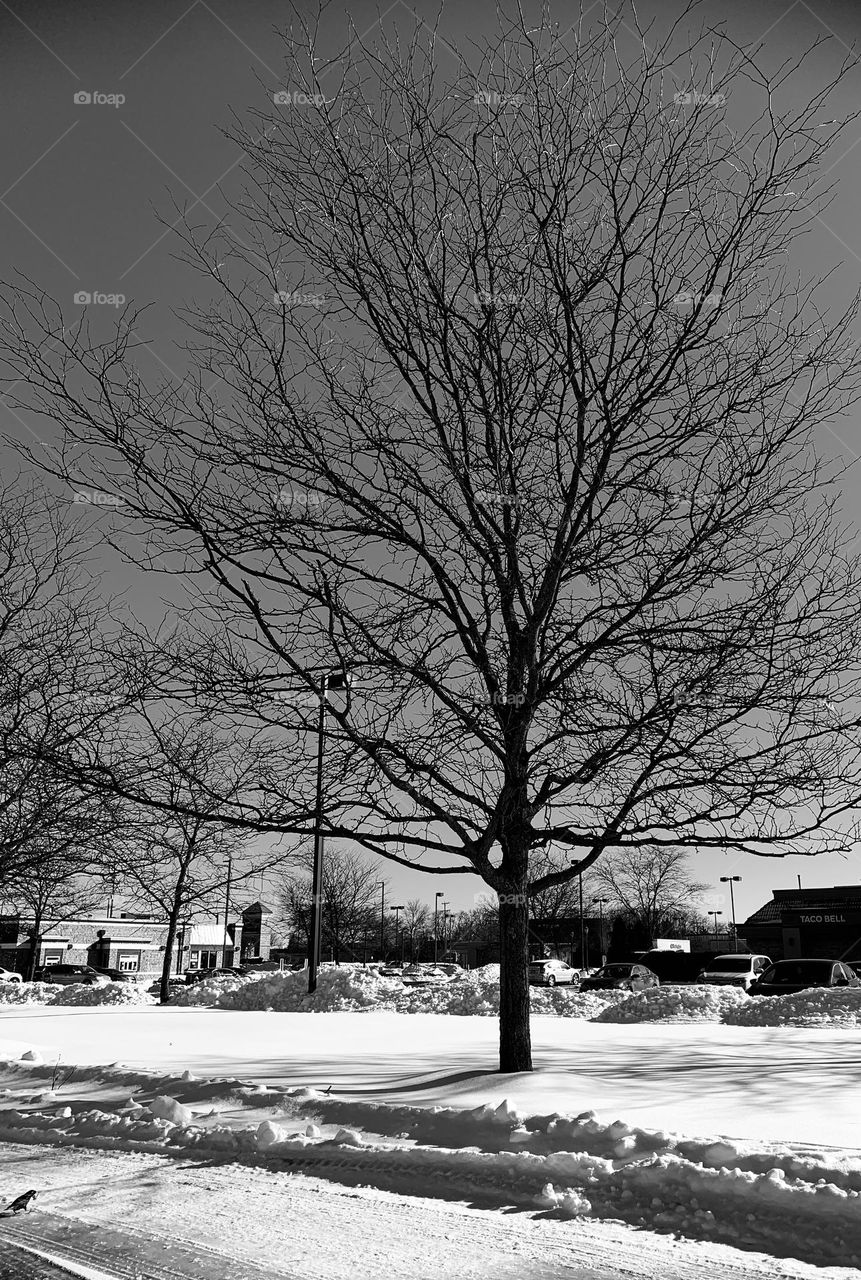 A tree on the edge of a driveway, in the middle of the afternoon. It’s a cold winter day. 