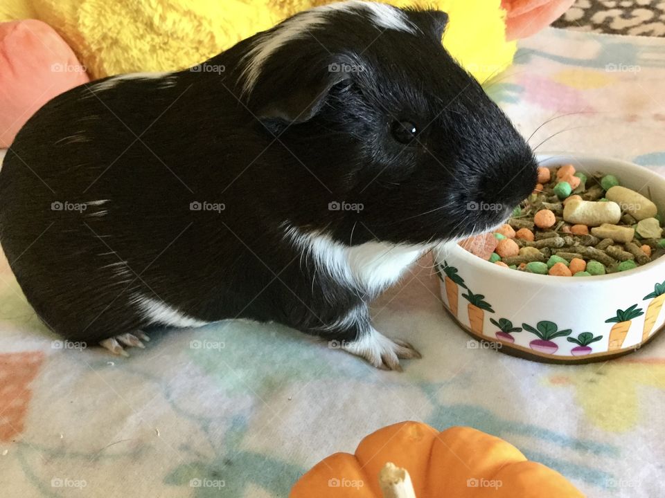 Sweet piglet Timmy with pumpkins and food 