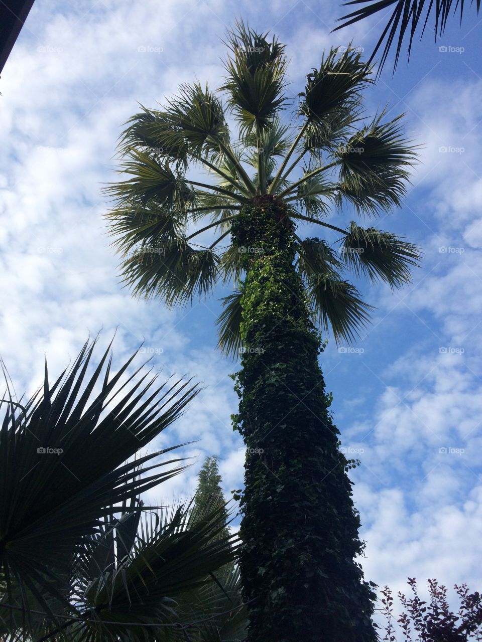 Palm and sky 
