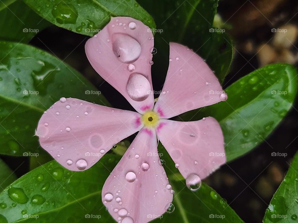 pink periwinkle