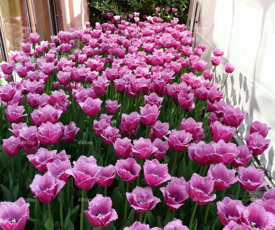 pink tulips