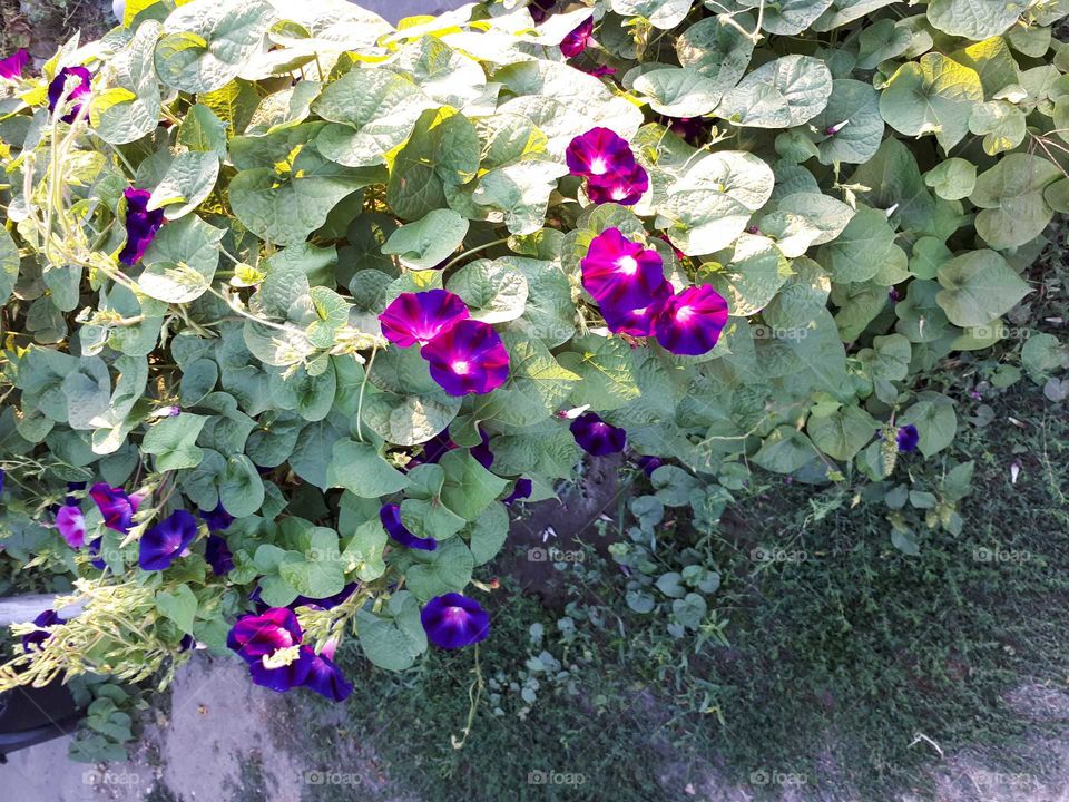 Bush with purple flowers