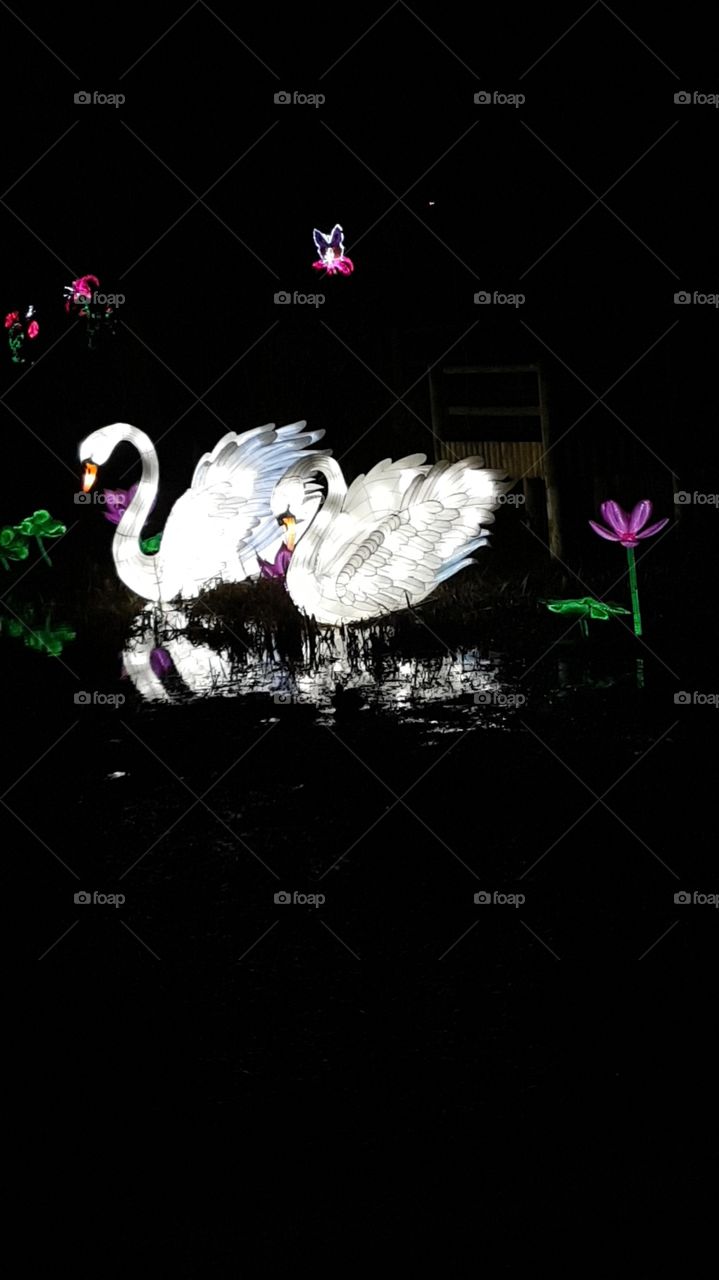 swan lights Lanturn night