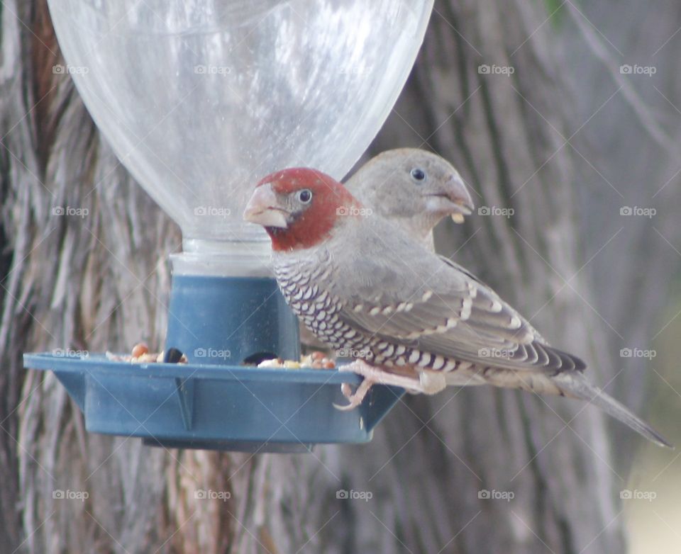 Male and female Red Headed finches feeding at a garden feeder.
