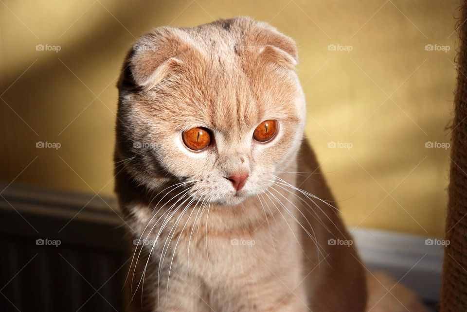 Fawn coloured Scottish Fold cat with orange eyes and folded ears looks down