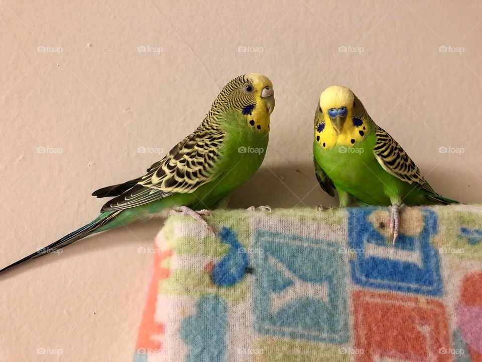 Kiwi & Coco my pet birds / cute birdies together 