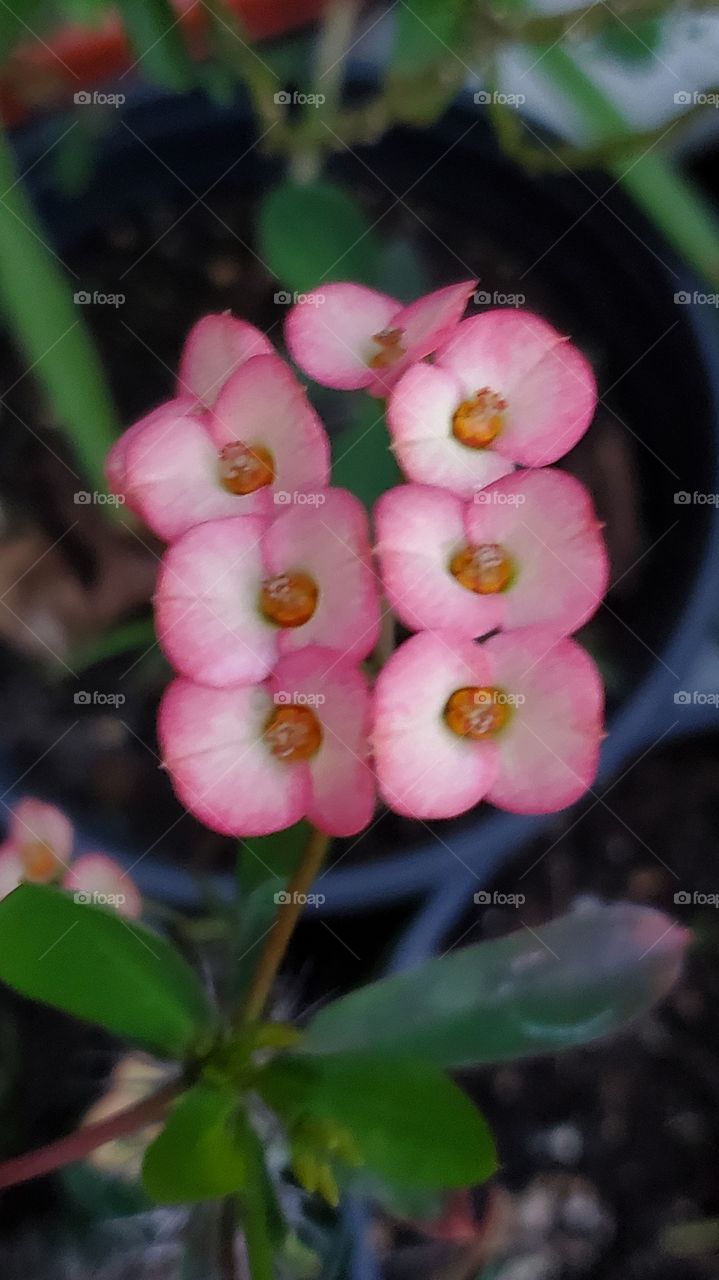 beautiful corona de Cristo