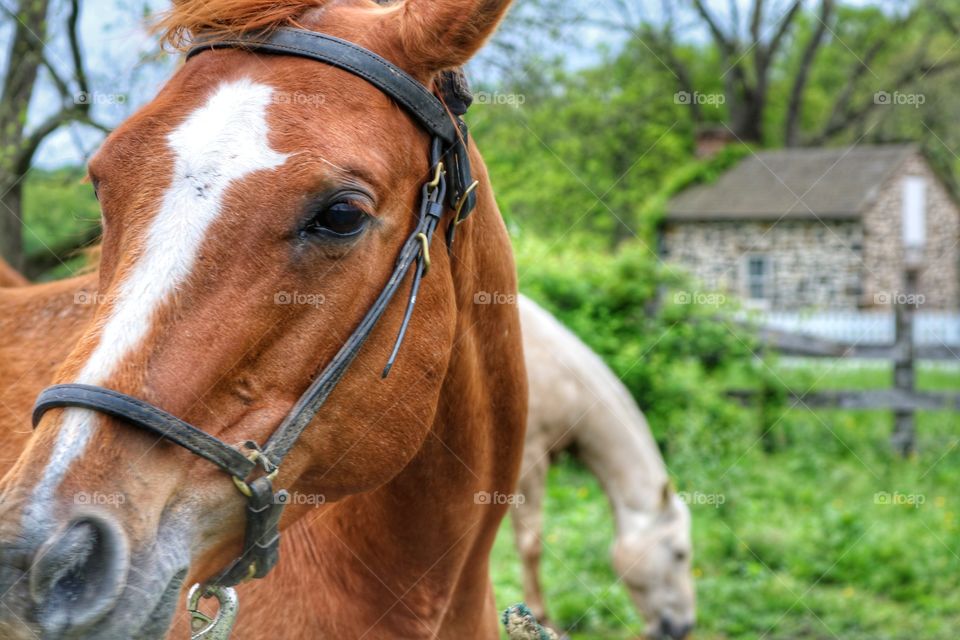 Majestic horses