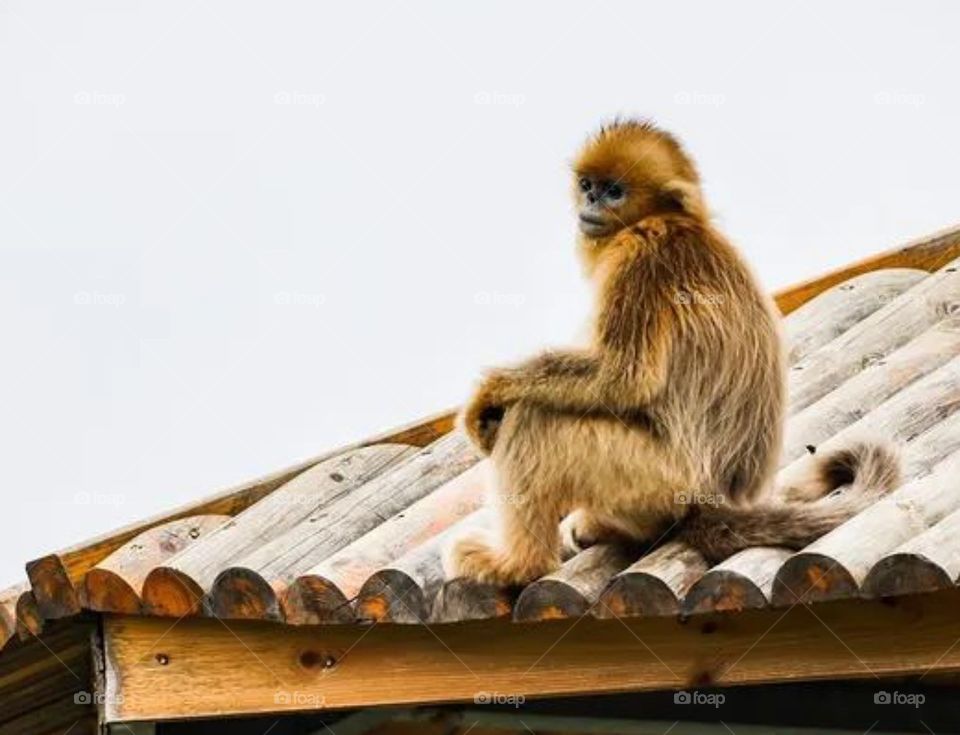monkey 🐒🙈🙊