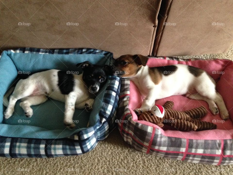 Puppy love. 2 young puppies trying out their new beds