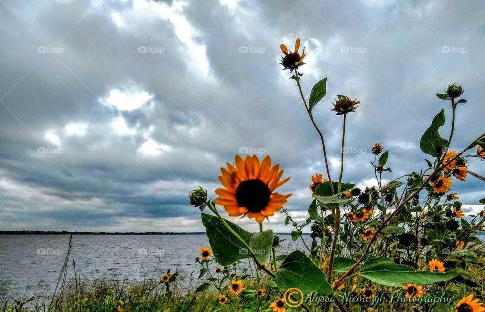 Gray, rain patched skies. Sunflowers dancing in the wind "Dance With Me". Fall has arrived.