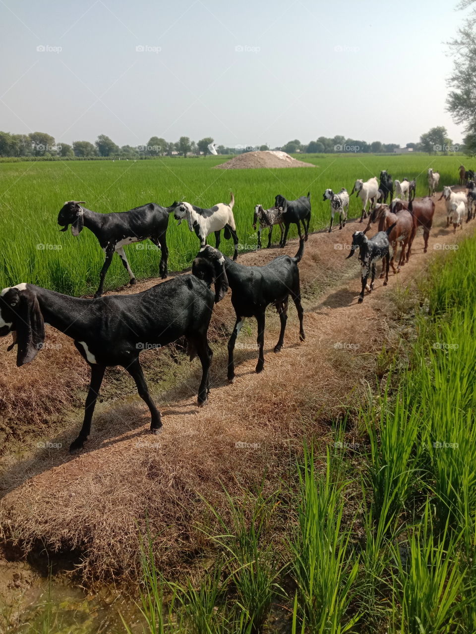 goats in the crops field