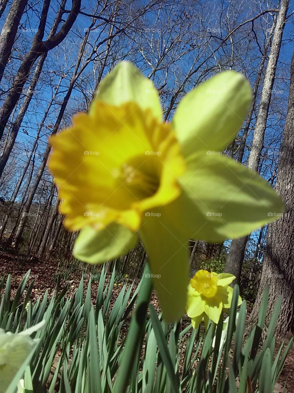 Daffodil, Nature, Narcissus, Flower, Flora