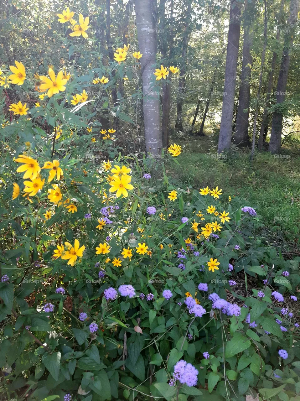 Forest flowers