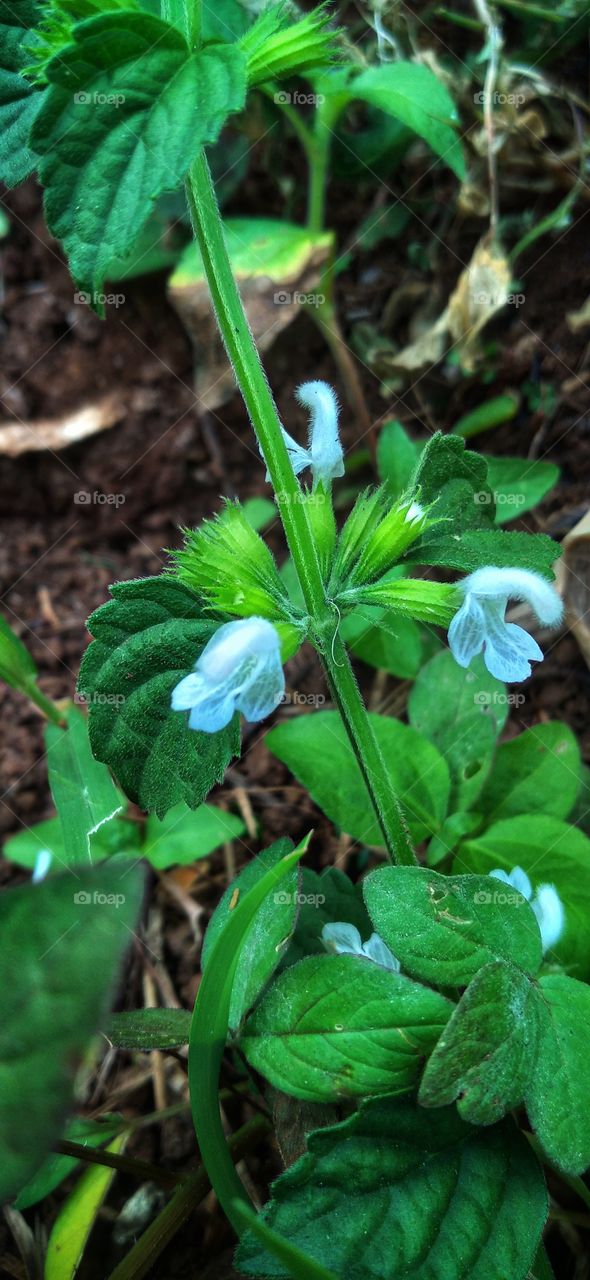 Medicinal plants are known by names such as Merdinah