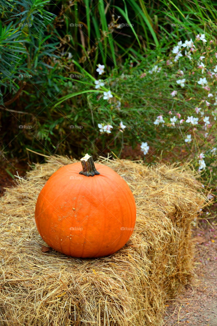 Pumpkin on grass