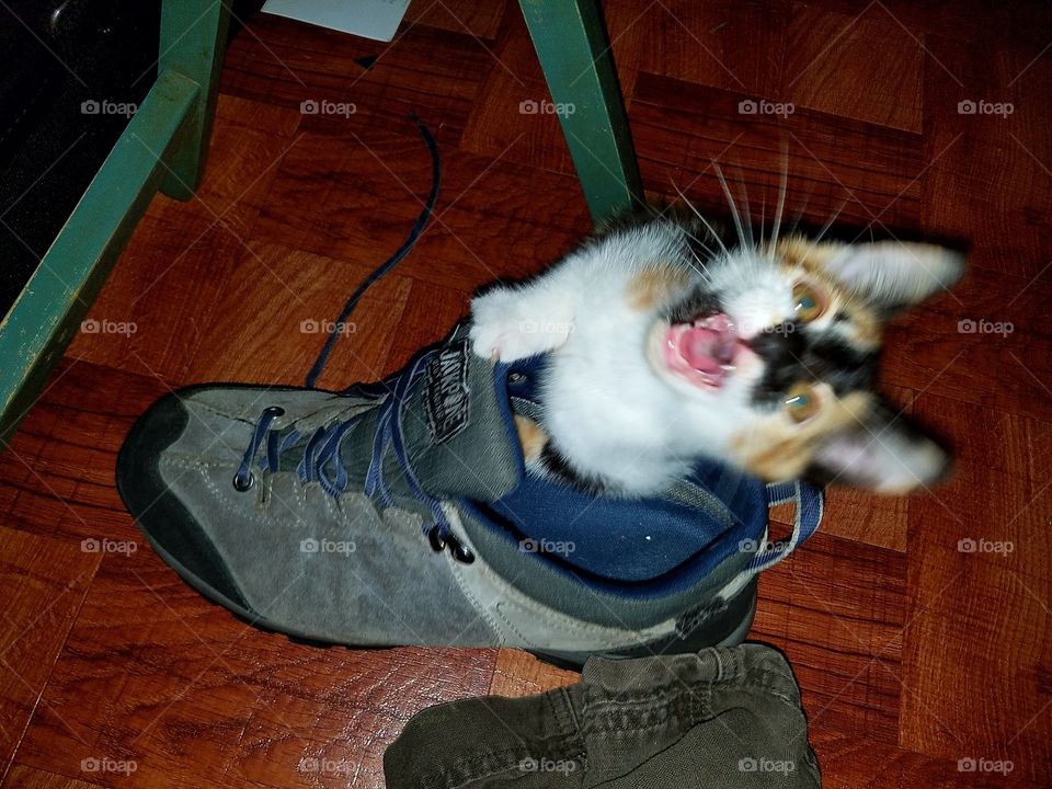 Insane kitty attacking a dangerous shoe