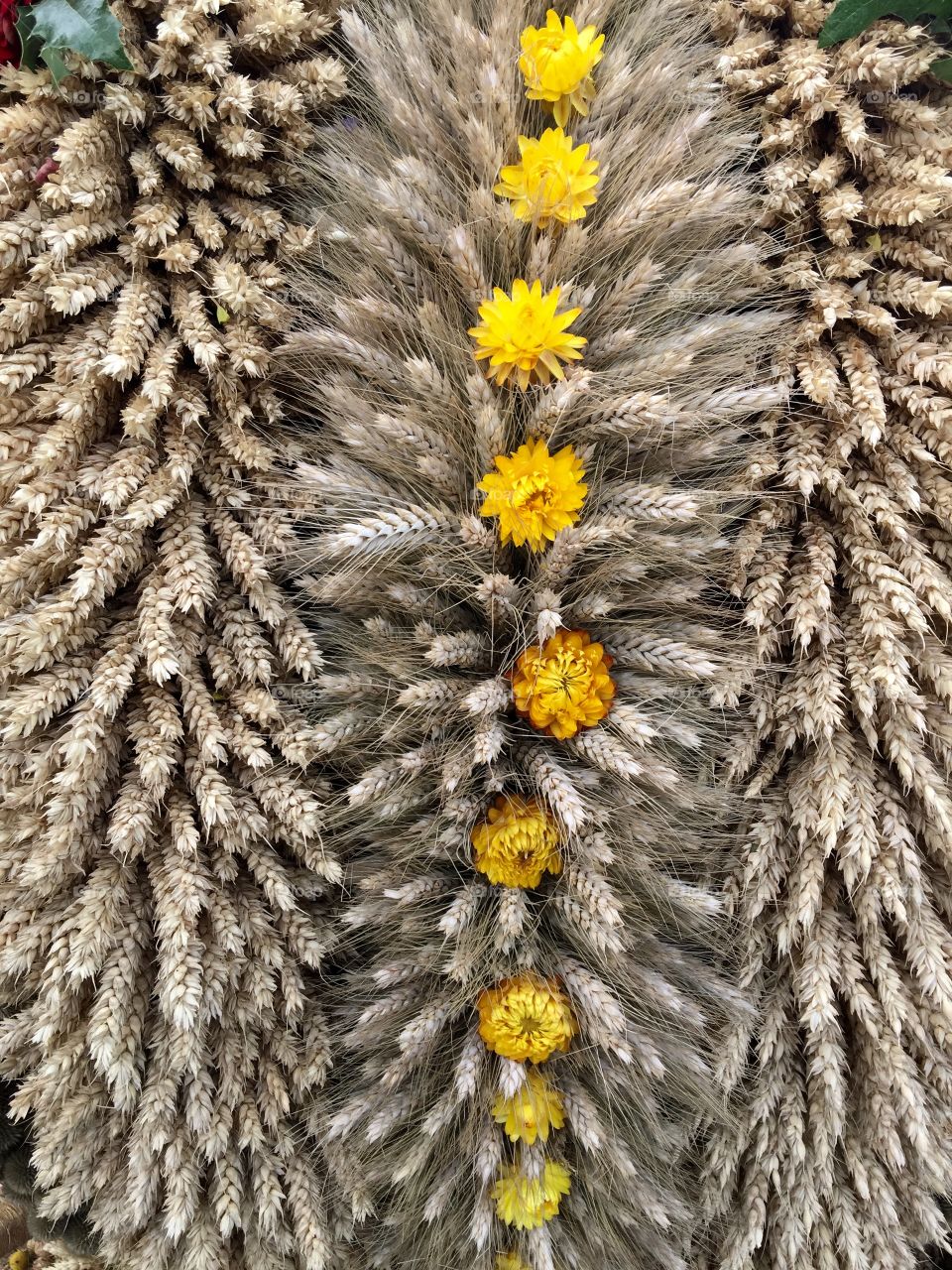 A composition of dried cereals, ears, and flowers. 