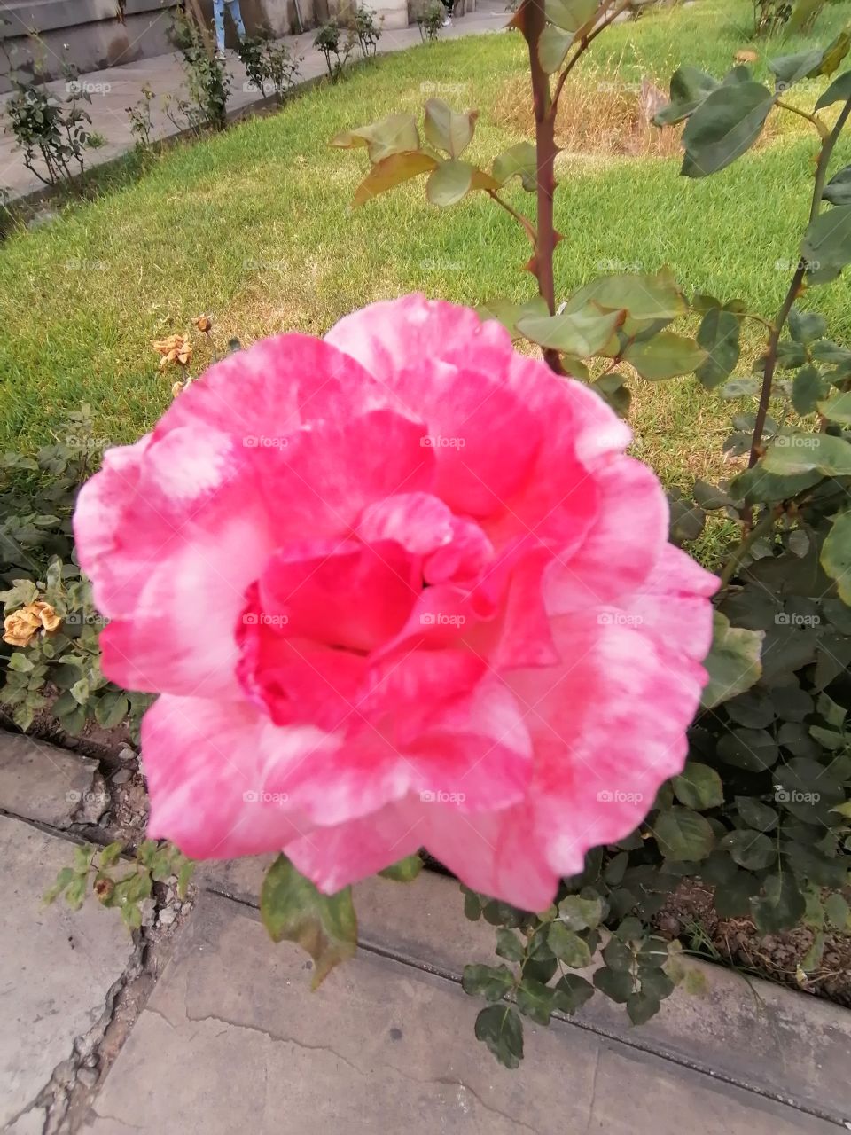 Rosa en jardín, expectante de quienes les visitan