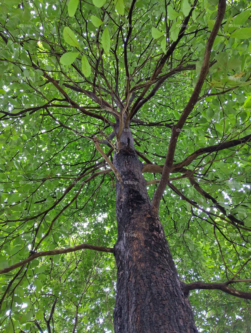 Tree with tree branches.