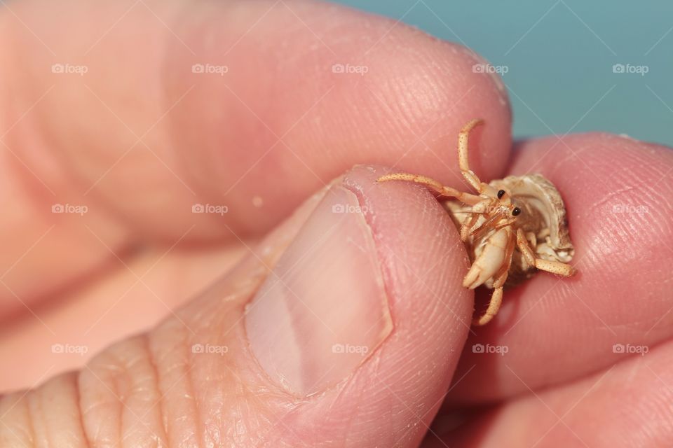 hanging hermit crab