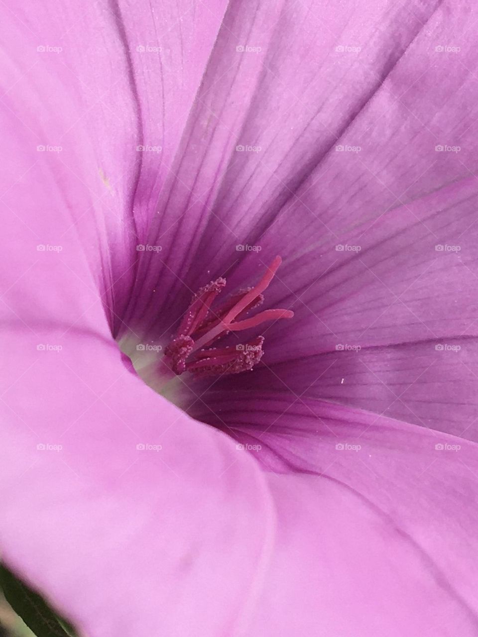 In the heart of wild flower