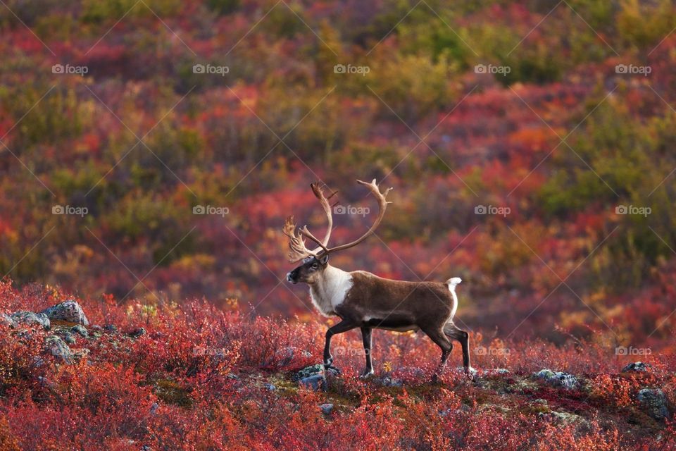 Caribou in the tundra 