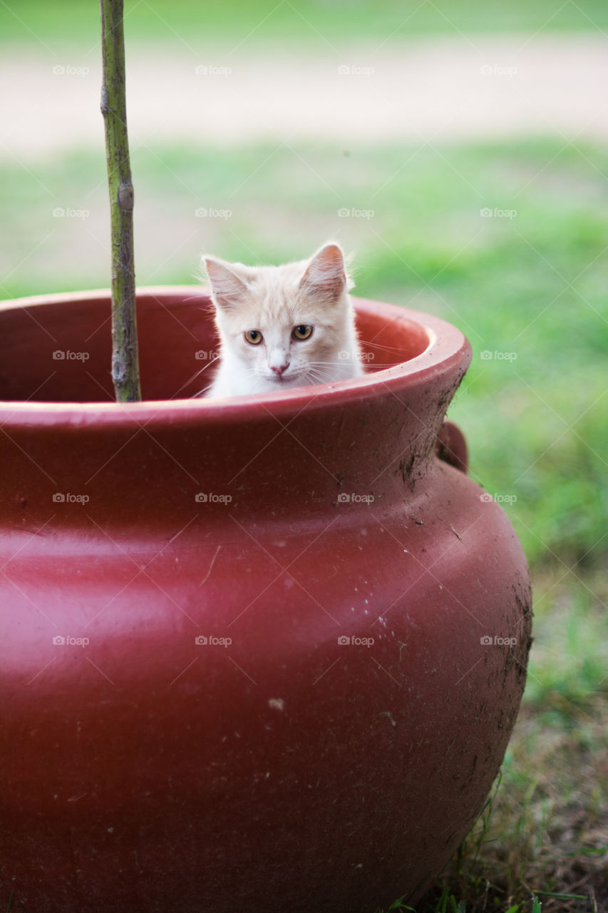 Cream Kitten Sitting in Large Red Flower Pot