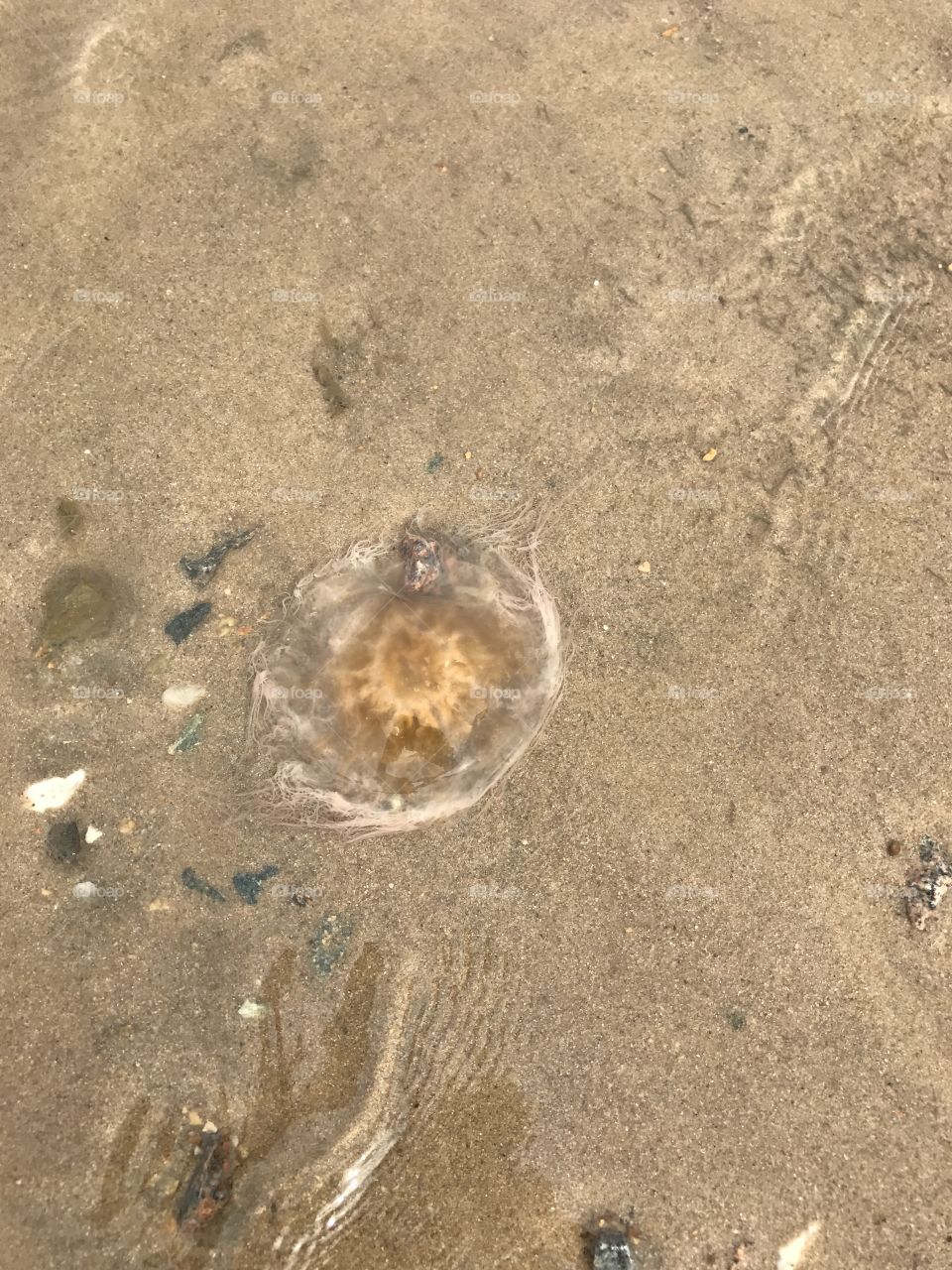 Jellyfish 