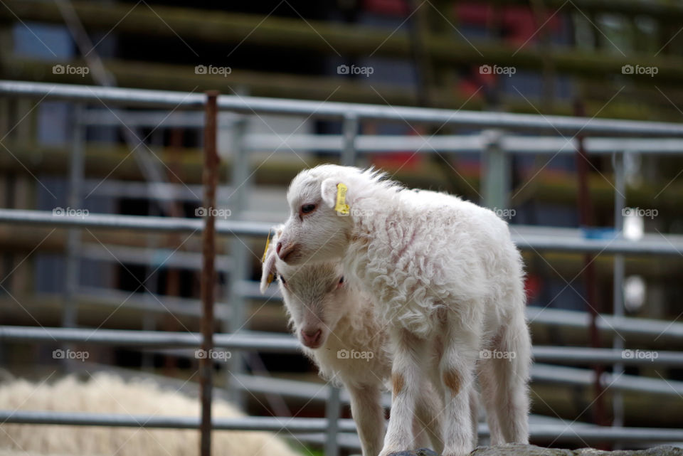 Lambs on farm in Berlin, Germany.