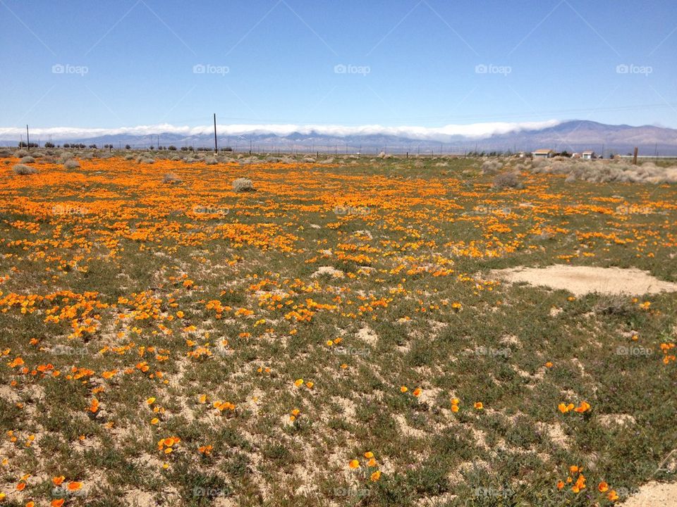 Field of wild California poppies