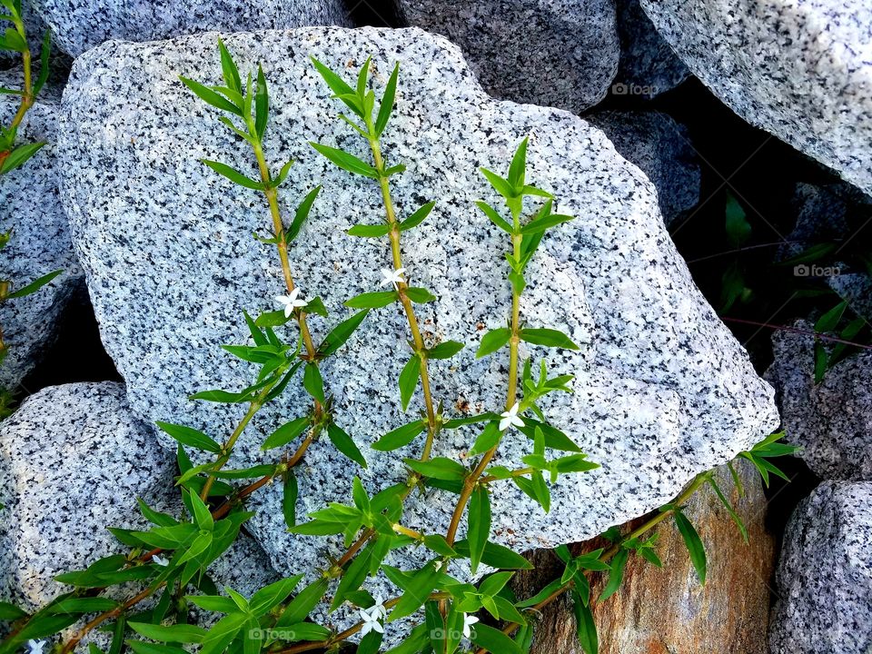 flowers on boulders